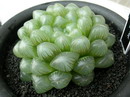 Haworthia vittata

